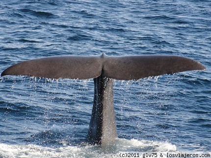 Ballenas en Andenes
Avistamiento de ballenas en Andenes (Noruega)
