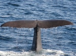 Ballenas en Andenes
ballenas, Andenes; Noruega