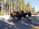 Búfalos en Yellowstone