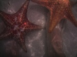 star fish point
