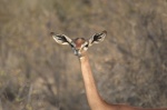 Gerenuk en Samburu