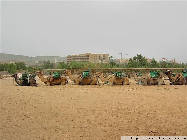 Camellos en Fuerteventura
Camellos esperando a sus próximos jinetes para pasearles por las laderas de La Lajita, en Fuerteventura.
