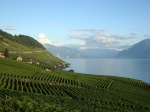 Vignoble du Lavaux