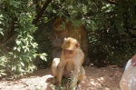 Macaques in the wild-Ouzoud