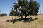 Goats on argan tree