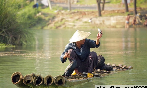 Pesca con Cormoranes
Pesca con cormoranes. Guilin. 
En ciertas localidades de China, como en Guilin, en las orillas del río Lijiang o en el lago Erhai, se utiliza al cormorán para la pesca.
