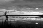 Blanco y negro sobre Las Landas
White and black on the Landes