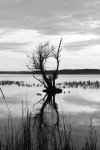 Arbol en el lago de La Paillotte