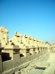 Avenida de las esfinges en el Templo de Luxor