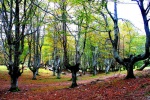 Arboles en el Gorbea