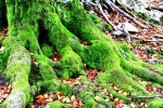 Raices en el Gorbea