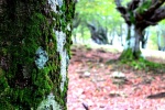 Mirando entre los arboles en el Gorbea