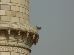 fauna en  Taj Mahal