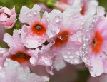 Gotas en las flores