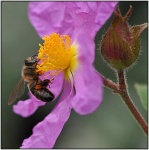 Abeja recolectando en la planta