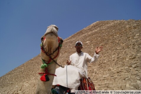 camello, pirámide
Uno de los múltiples camelleros
