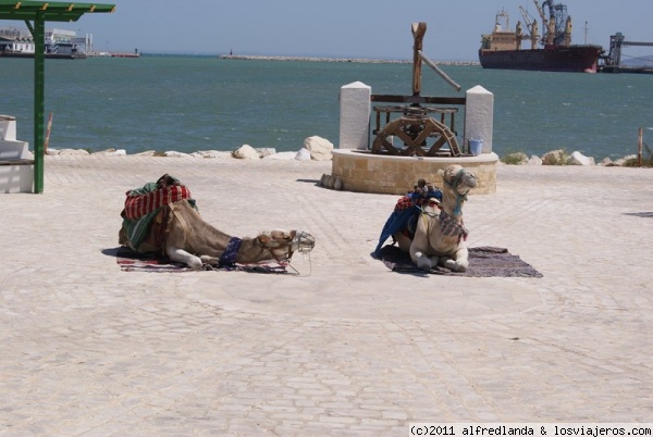 Túnez. Camellos
Puerto de La Goulette.
