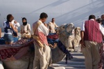 Túnez. Camellos a la llegada.