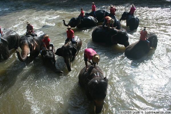 Elefante en Chiang Dao
El espectáculo empieza cuando los elefantes bajan hasta el río para las tareas higiénicas y de paso arpvechan para jugar un pcoc
