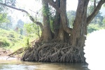 Árboles en río