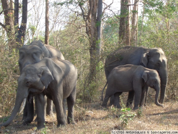 Elefantes en el bosque - Sur de India
Elefantes en un claro del bosque.
