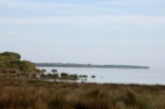 Doñana. Marsh and forest