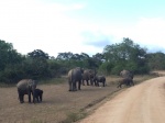 Familia elefantes Yala National Park