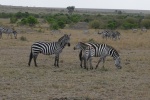 Zebras en Kenia