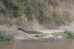 Cocodrilos en Maasai Mara - Kenia