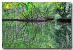 Espejo en los manglares