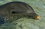 Delfín
Delfín, Cayo, Largo