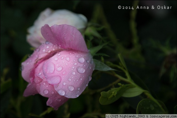 Rosa, rosae
Rosa en los jardines de la Space Needle
