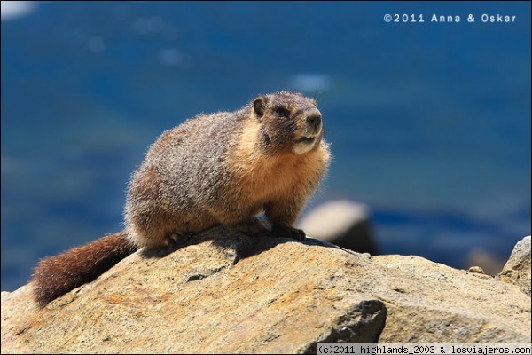 Marmota en Ellery Lake - Yosemite National Park
Las marmotas viven en zonas montañosas de Asia y de Norteamerica.

