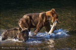 Oso grizzly pescando en el Río Atnarko, Bella Coola Valley - British Columbia (Canada)