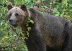 Oso grizzly en el río Atnarko, Bella Coola Valley - British Columbia (Canadá)