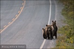 De paseo por la carretera, Bella Coola Valley (British Columbia, Canadá)