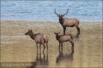 Elks (ciervos) en el río Athabaska - Jasper National Park, Alberta (Canadá)