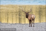 Elk (ciervo) en el río Athabaska - Jasper National Park, Alberta (Canadá)