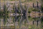 Extraños reflejos - Edna Lake - Jasper National Park, Alberta (Canadá)