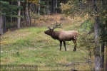 Elk en Minnewanka Lake Road - Banff National Park, Alberta (Canadá)
