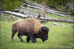 Bisonte pastando en Yellowstone National Park