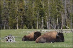 Bisontes descansando - Yellowstone National Park