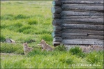 Crias de coyote jugando en Mormon Row - Grand Teton National Park