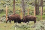 Bisonte peleando cerca de Jackson Hole - Wyoming