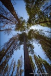 Mariposa Grove - Yosemite National Park