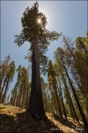 Mariposa Grove - Yosemite National Park