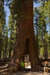 Mariposa Grove - Yosemite National Park