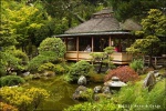 Jardin japones de Te - San Francisco