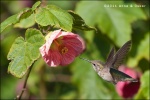 Colibri - Golden Gate - San Francisco