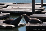 Leones marinos en la Pier 39 - San Francisco